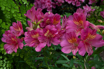 pink flowers in the garden