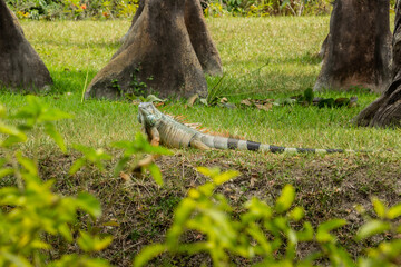 lizard on the grass, an Iguana resting in the woods on a beautiful sunny day-full body