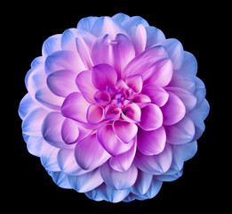 Purple-blue dahlia  flower  on black  isolated background with clipping path. Closeup. Flower on a green stem. Nature.