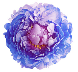Blue peony    flower  on white   isolated background with clipping path. Closeup. Flower on a green...