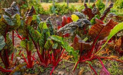 Red beets with juicy buds on the bed