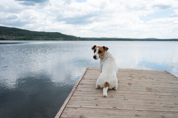 Sad dog jack russell terrier sits alone on the pier by the lake.