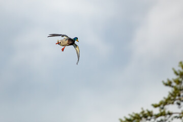Male Mallard Duck on Steep Approach to Local Waterhole