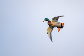Male Mallard Duck on Steep Approach to Local Waterhole