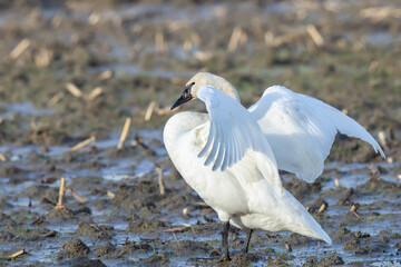 Trumpeter Swan Stretches Wings in Skagit Valley Farm Field