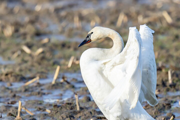 Trumpeter Swan Stretches Wings in Skagit Valley Farm Field