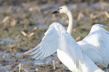Trumpeter Swan Stretches Wings in Skagit Valley Farm Field