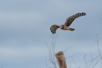 Graceful Female Northern Harrier Hawk Hunting in Winter