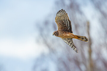 Graceful Female Northern Harrier Hawk Hunting in Winter