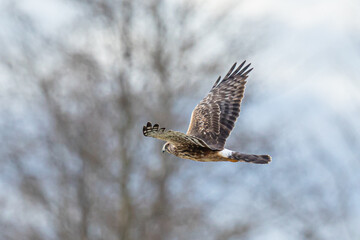 Graceful Female Northern Harrier Hawk Hunting in Winter