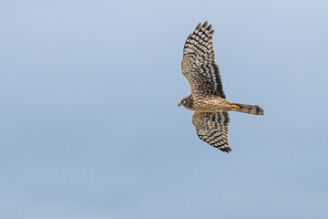 Graceful Female Northern Harrier Hawk Hunting in Winter