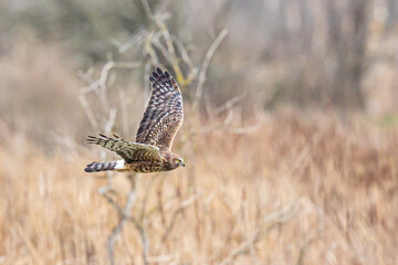 Graceful Female Northern Harrier Hawk Hunting in Winter