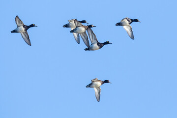 Small Flock of Lesser Scaup Prepare to Land on a Wetlands Pond