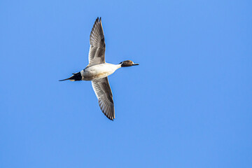 Northern Pintail Duck Banks Hard Away on a Sunny Winter Day