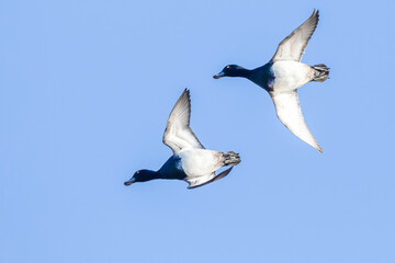 Pair of Lesser Scaup Maneuver to Lose Altitude While Landing