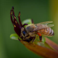 Bee on a flax flower