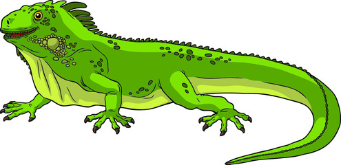 Vector Cartoon Green Iguana