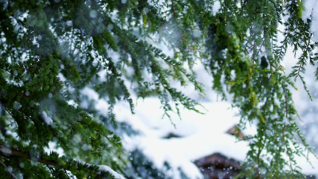 Pine trees branches covered with snow caps Calm natural view Falling snow flakes landscape with trees covered with snow. New year and Christmas background design