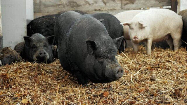 A big fat boar on a pig farm looks at the camera. Growing pork