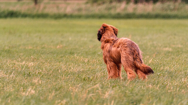 Brown long coated small dog on green grass field
