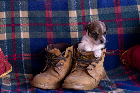 Brown puppy in brown ranger shoes