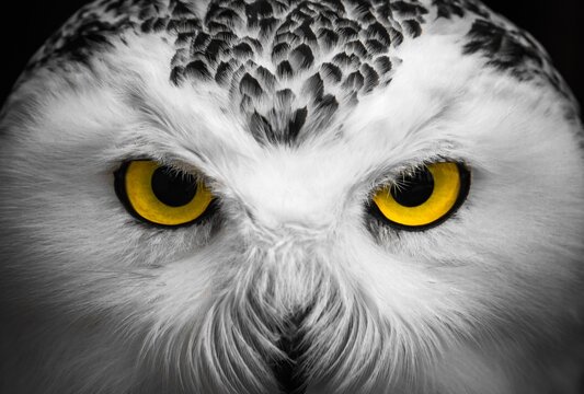 Close-up view of owl's face with yellow eyes