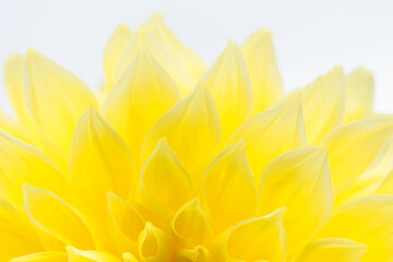 Fototapeta na wymiar Dahlia is a bright yellow flower. Natural background, abstract texture.