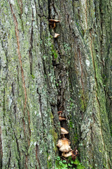 tiny brown mushrooms grew on the big gap on moss covered tree trunk
