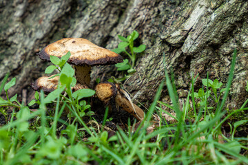 close up of few brown mushrooms grew under the tree trunk in a damp forest