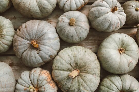 Top view of albino pumpkins on brown table