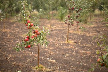 Young apple tree with ripe fruits in the garden.