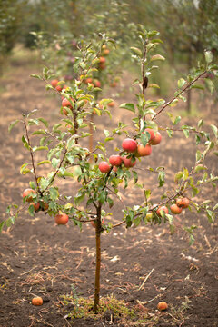 Young apple tree with ripe fruits in the garden.