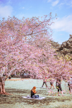 Woman sitting under cherry blossom tree