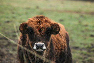 Portrait of an aurochs calf