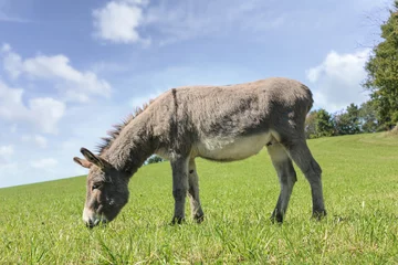 Foto auf Acrylglas Antireflex Portrait of a grey donkey grazing on a summer meadow © Annabell Gsödl