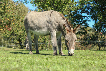 Naklejka na ściany i meble Portrait of a grey donkey grazing on a summer meadow