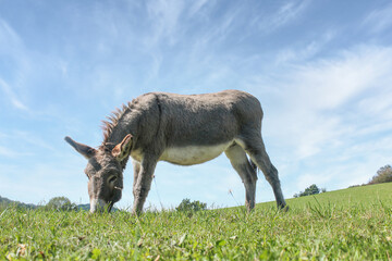 Portrait of a grey donkey grazing on a summer meadow