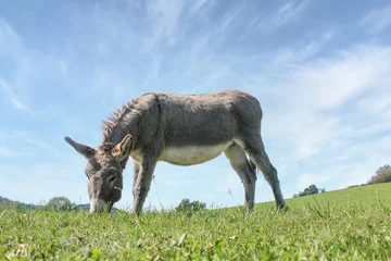 Foto auf Acrylglas Portrait of a grey donkey grazing on a summer meadow © Annabell Gsödl