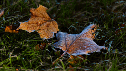2 frosty leaves on the lawn