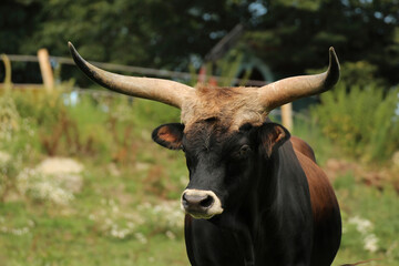 Portrait of an aurochs bull