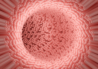 Microscopic view of the intestinal villi