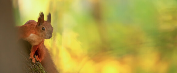 Red squirrel sitting on a tree, close-up. - obrazy, fototapety, plakaty