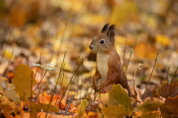 Red squirrel sitting on a tree, close-up.
