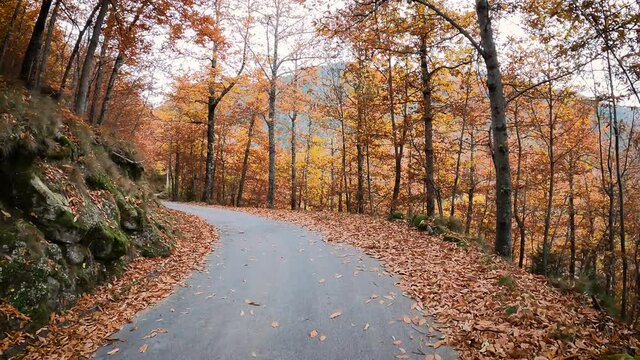 a secondary paved road through a forest in Autumn next to Inferno Well, Serra da Estrela, Manteigas, Guarda, Portugal - dolly move forward