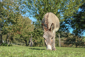 Portrait of a grey donkey on a pasture outdoors