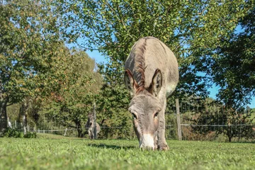 Foto auf Acrylglas Antireflex Portrait of a grey donkey on a pasture outdoors © Annabell Gsödl