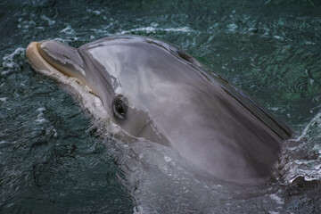 Close-Up of Bottlenose Dolphin in Water Looking Up at Viewer