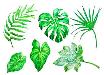Tropical leaves painted in watercolor, isolated on white