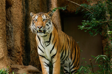 岩場の前からこちらを見つめるトラ