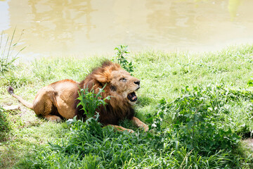 草むらに横たわる雄のライオン